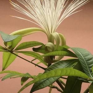 Meet your Posher, Dong